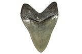 Serrated, Fossil Megalodon Tooth - Georgia #107269-2